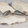 Arete oruga P (2cm)